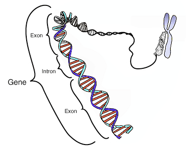 Gene, exon, intron, sequencing