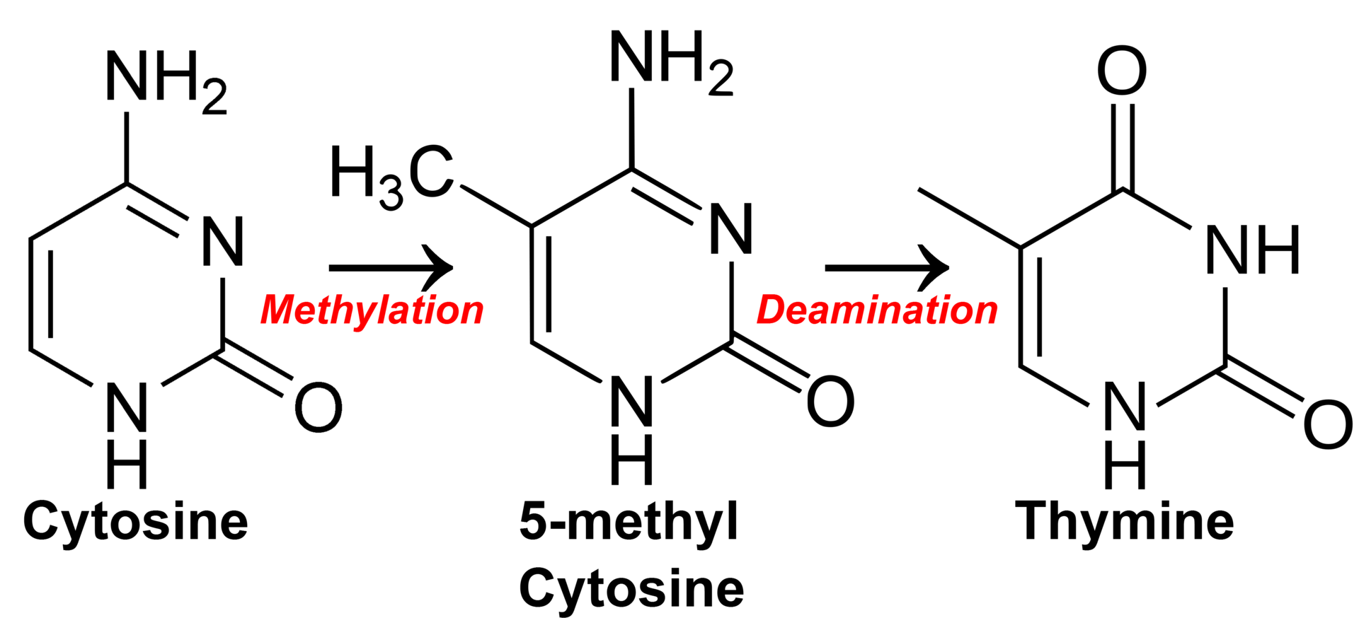 cytosine methylation
