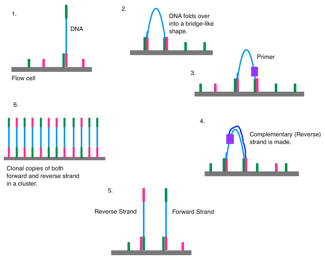 illumina_cluster_generation