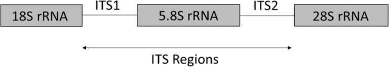 Fungal Sequencing – ITS vs. 18S – Genohub Blog